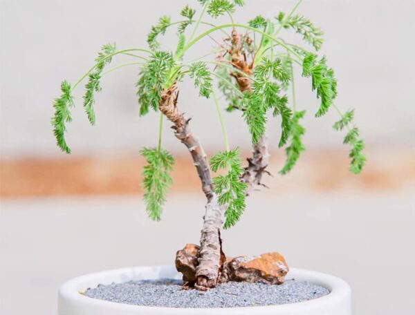 Pelargonium hirtum