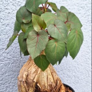 Ficus petiolaris