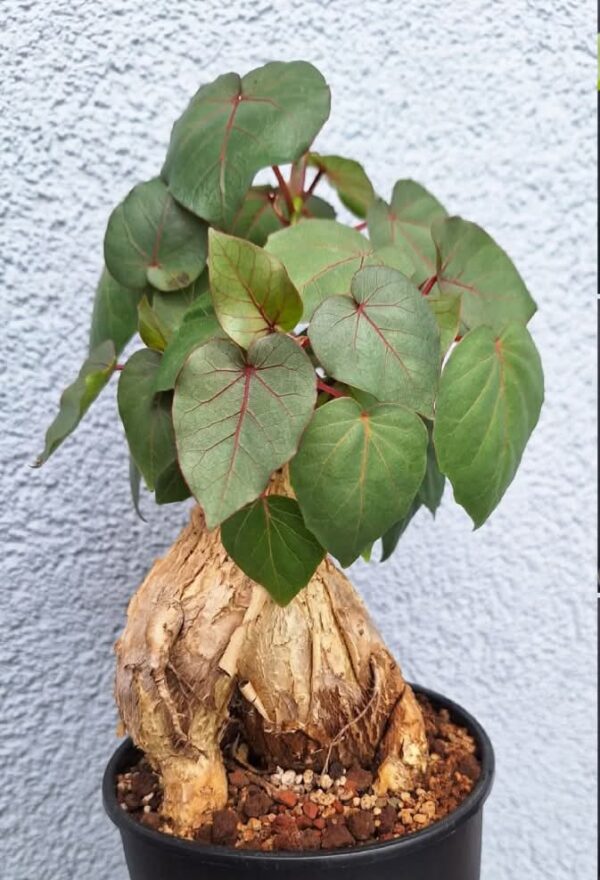 Ficus petiolaris