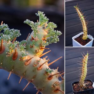 Sarcocaulon herrei (Monsonia herrei)