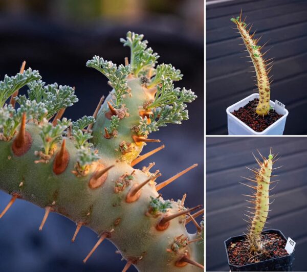 Sarcocaulon herrei (Monsonia herrei)