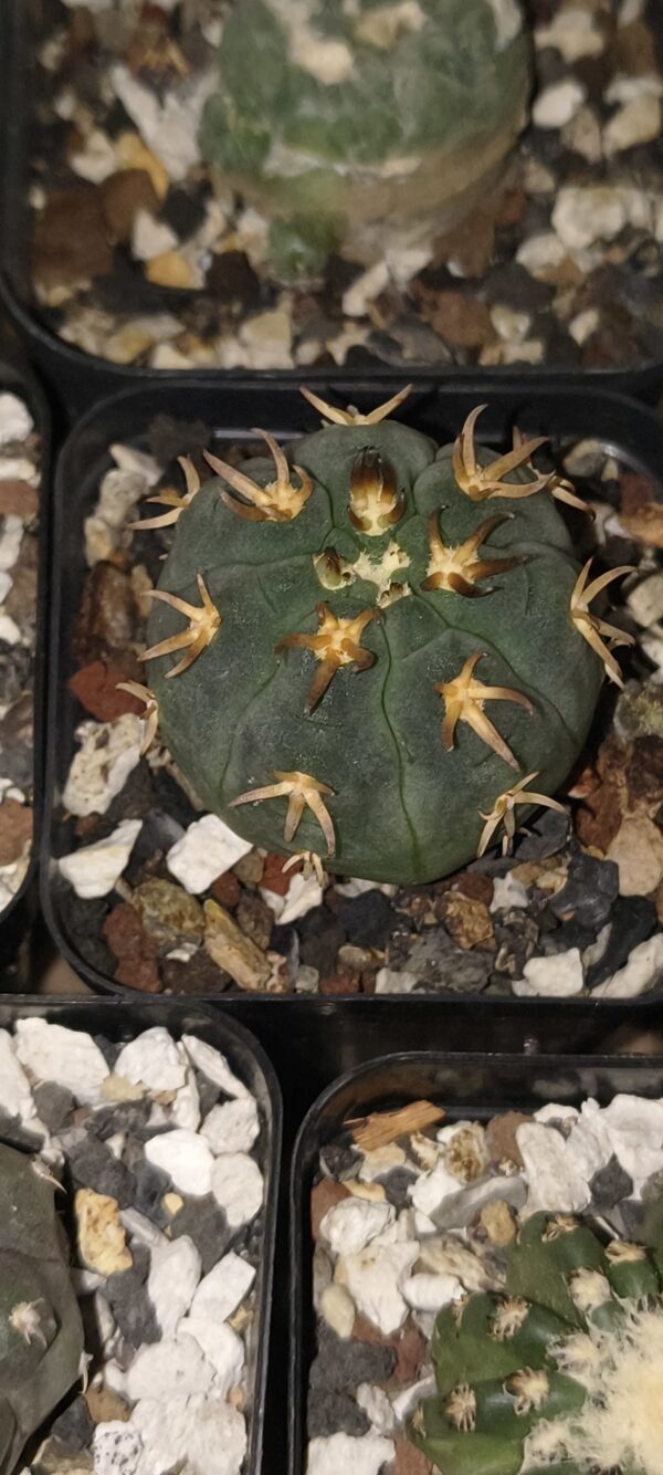 Gymnocalycium spegazzinii var. unguispinum - Image 2
