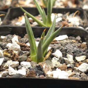 Agave albopilosa