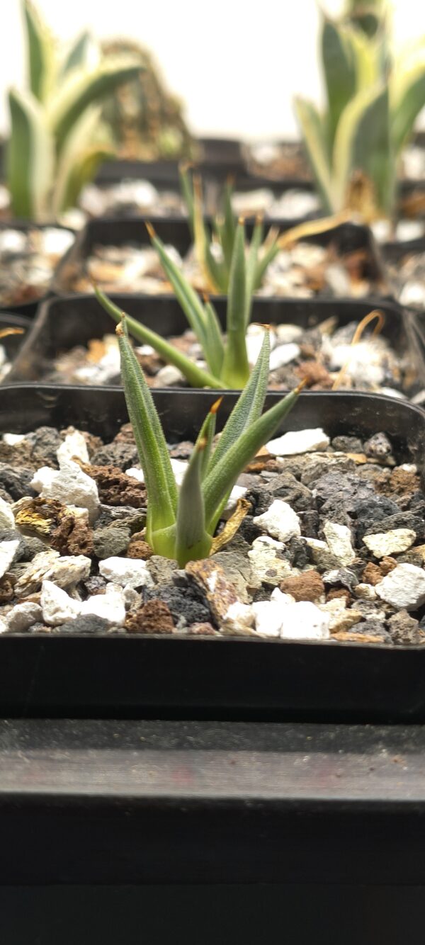 Agave albopilosa