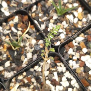 Operculicarya hyphaenoides