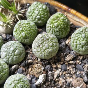 Pseudolithos migiurtinus