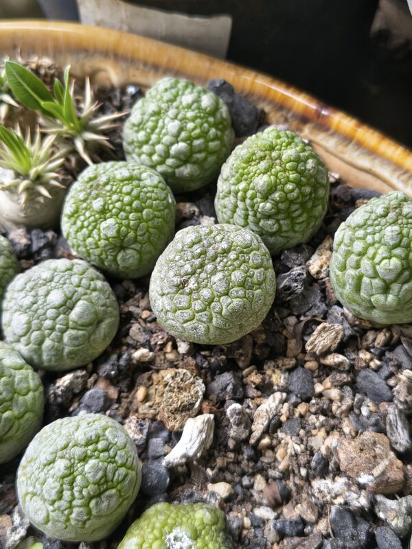 Pseudolithos migiurtinus