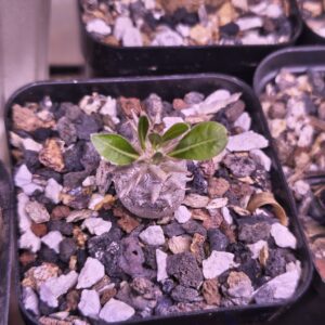 Pachypodium densicaule
