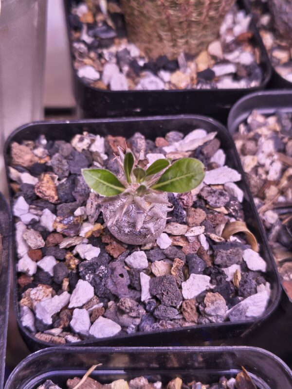 Pachypodium densicaule