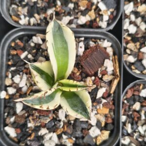 Agave ‘Snaggletooth’ – Rare Collector Agave