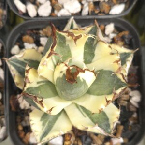 Agave ‘Snaggletooth’ – Rare Collector Agave