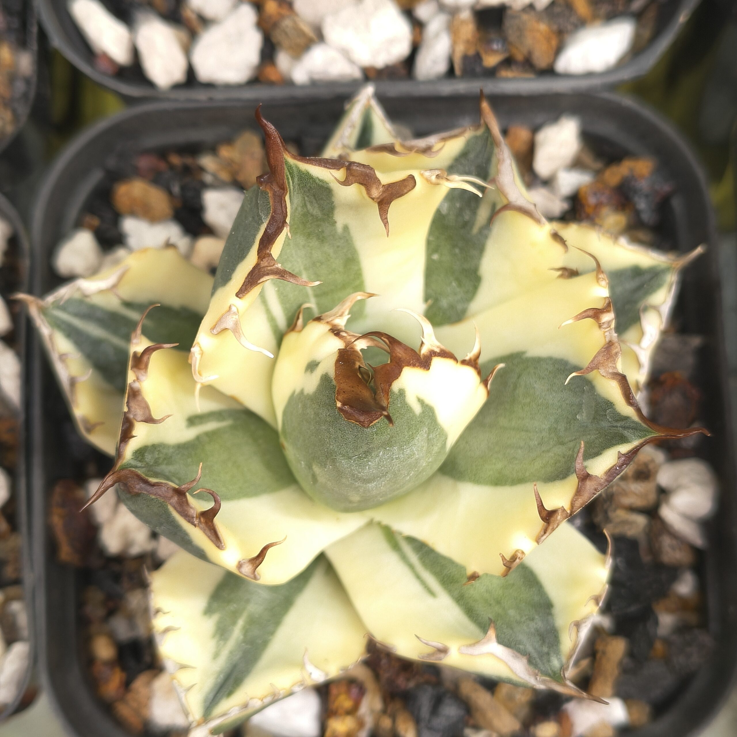 Agave ‘Snaggletooth’ – Rare Collector Agave