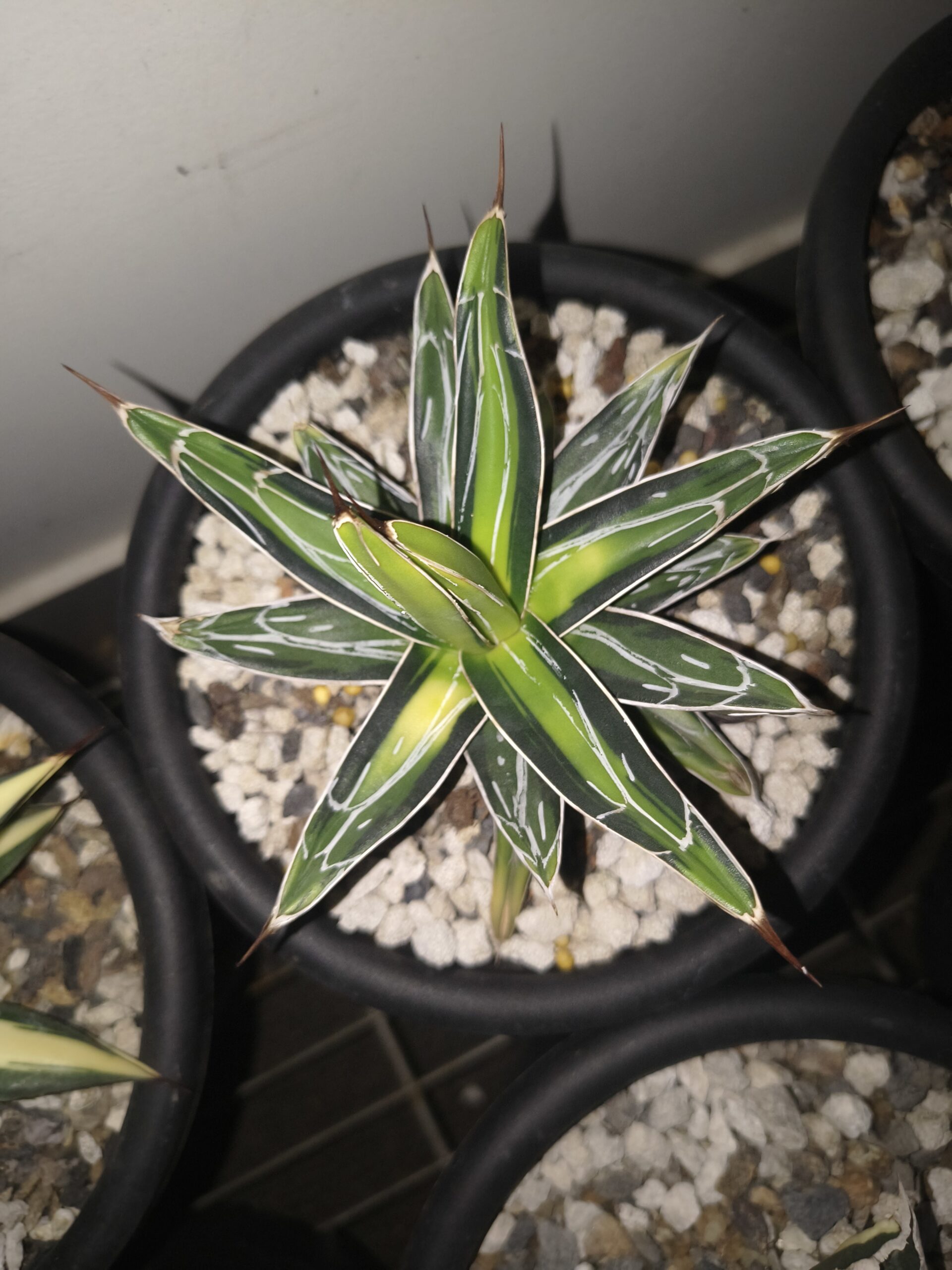 Agave victoriae-reginae ‘Sun King’ - Image 4