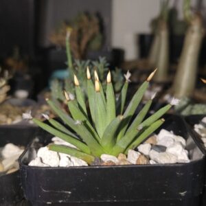 Agave albopilosa