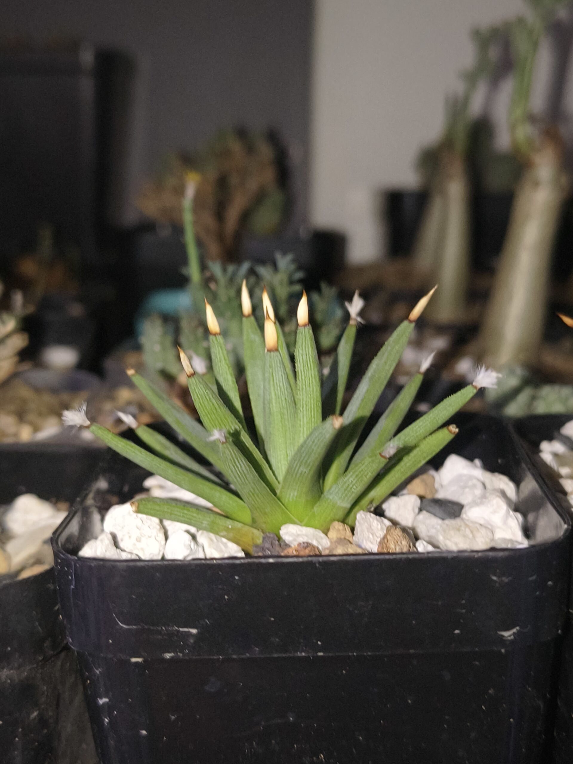 Agave albopilosa
