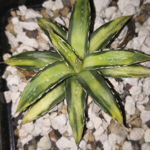 Agave victoriae-reginae ‘Sun King’