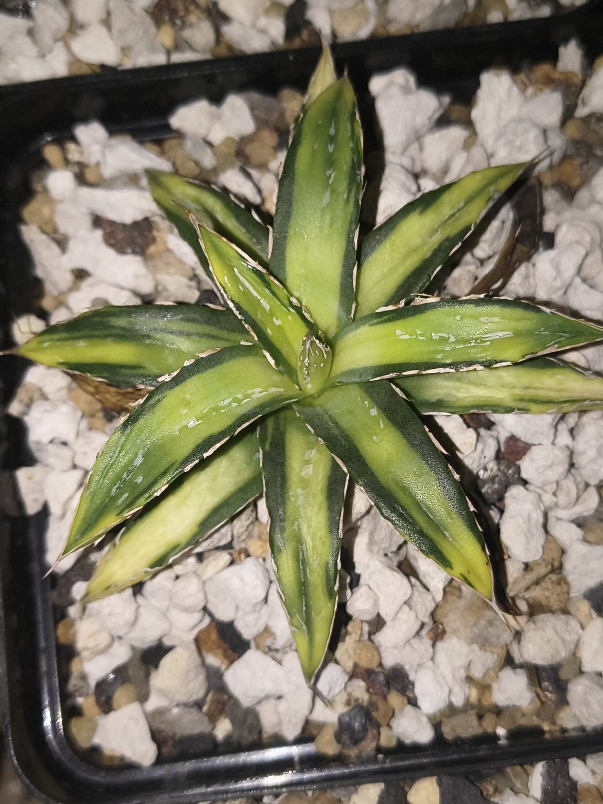 Agave victoriae-reginae ‘Sun King’