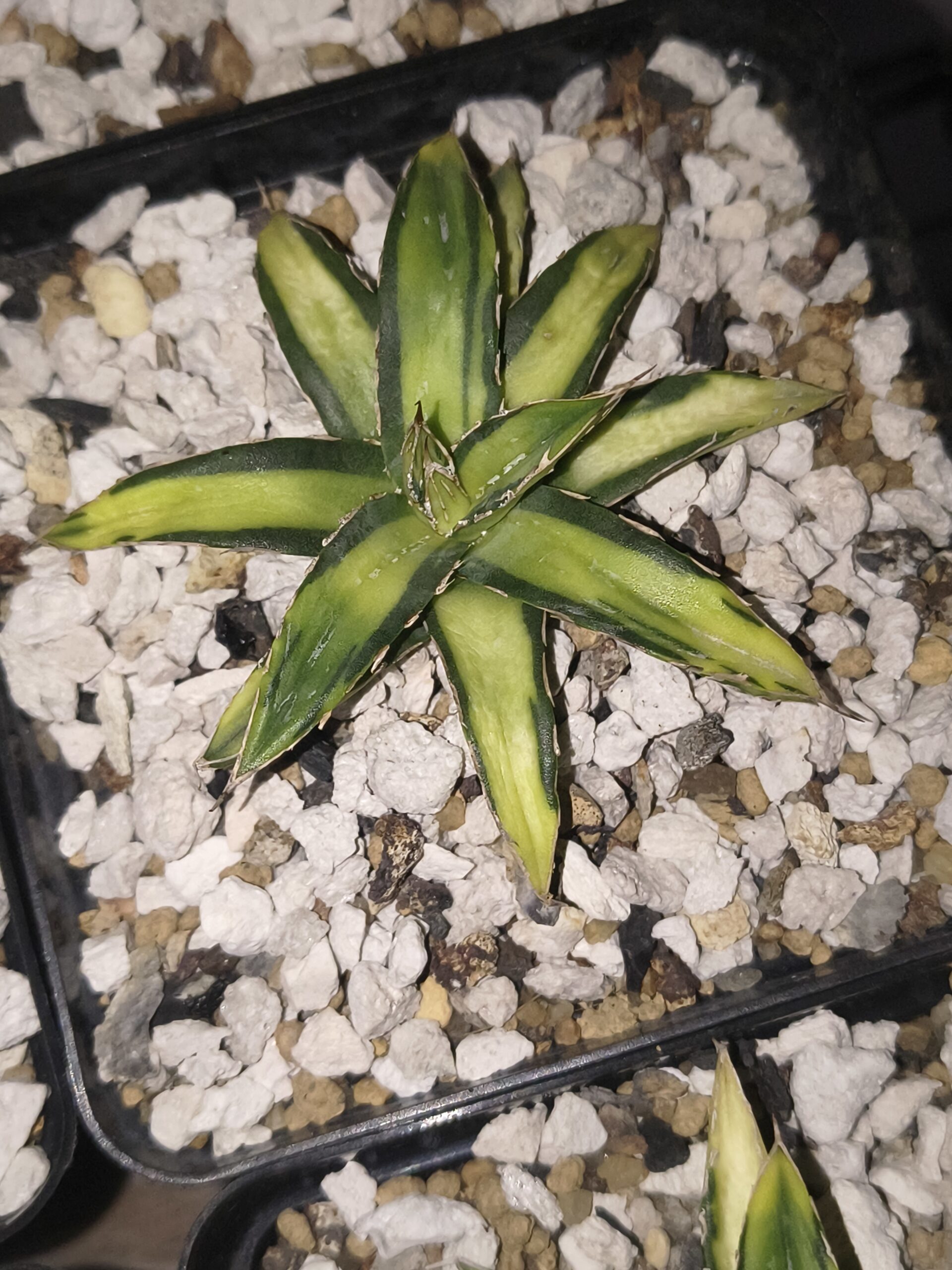 Agave victoriae-reginae ‘Sun King’ - Image 2