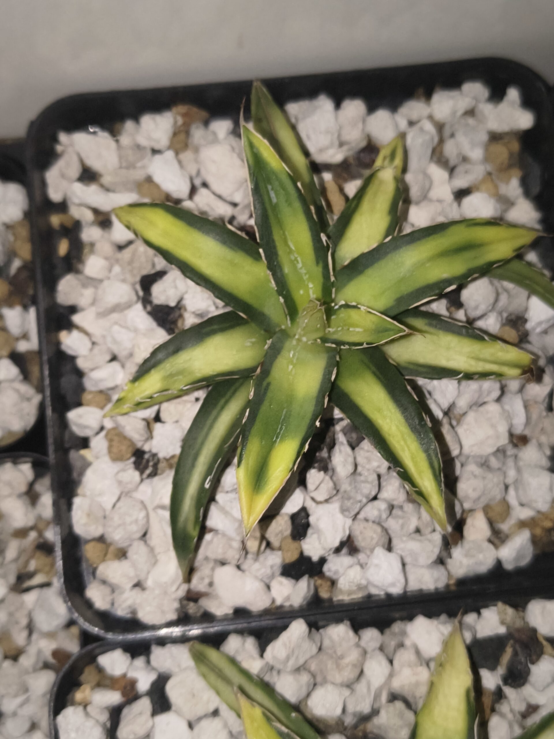Agave victoriae-reginae ‘Sun King’ - Image 3
