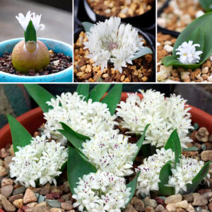 Lachenalia ensifolia subsp. maughanii