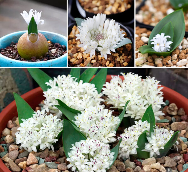 Lachenalia ensifolia subsp. maughanii