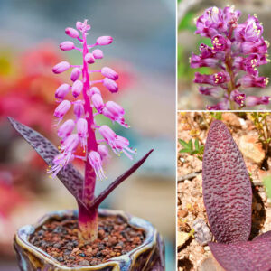 Lachenalia pallida