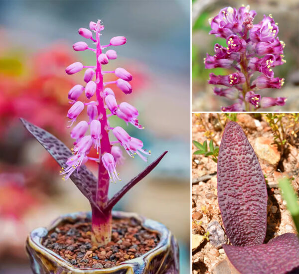 Lachenalia pallida