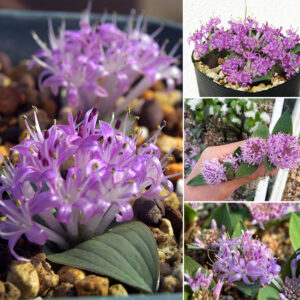 Polyxena pygmaea (Lachenalia pygmaea)