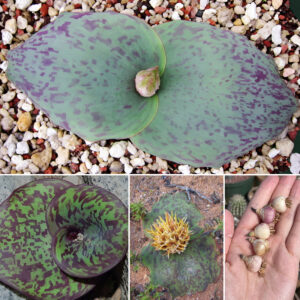 Massonia depressa 'Gifberg'
