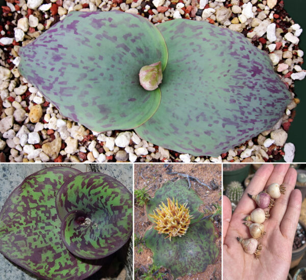 Massonia depressa 'Gifberg'