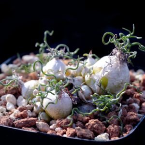 Ornithogalum tortuosum