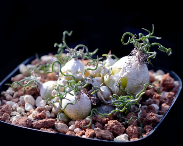 Ornithogalum tortuosum