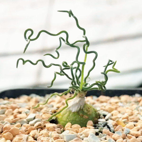 Ornithogalum tortuosum - Image 2
