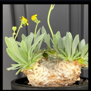 Othonna Retrorsa