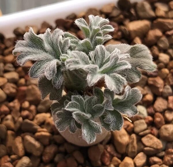 Pelargonium incrassatum - Image 2