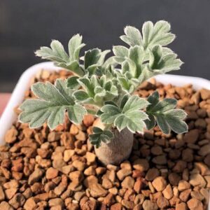 Pelargonium incrassatum