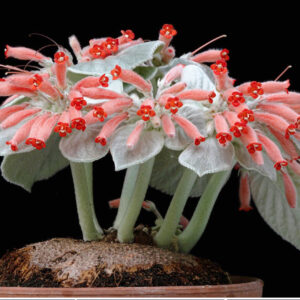 Sinningia leucotricha