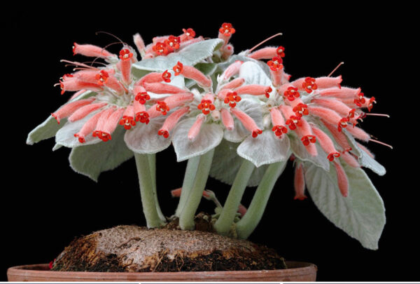 Sinningia leucotricha