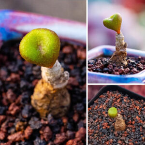 Tylecodon opelii