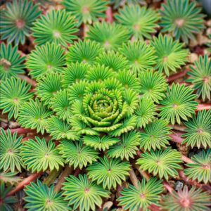 Oxalis palmifrons