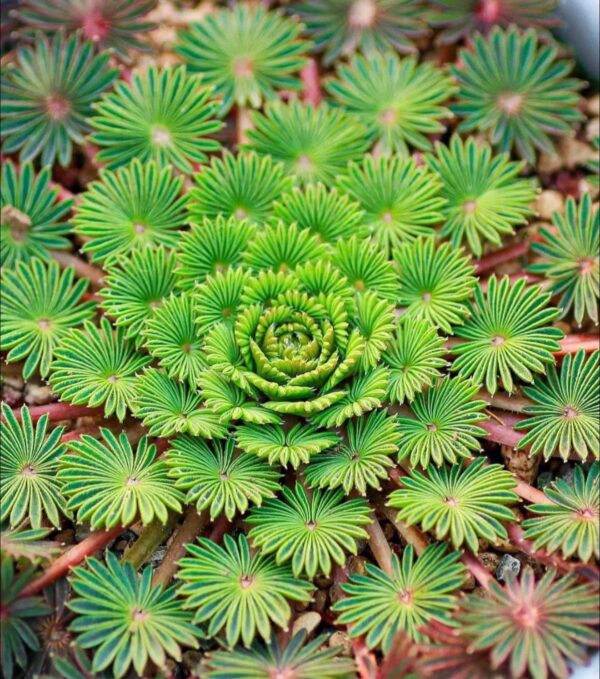 Oxalis palmifrons