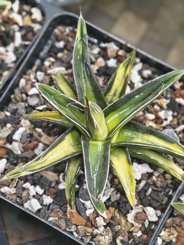 Agave victoriae-reginae ‘Sun King’ - Image 2