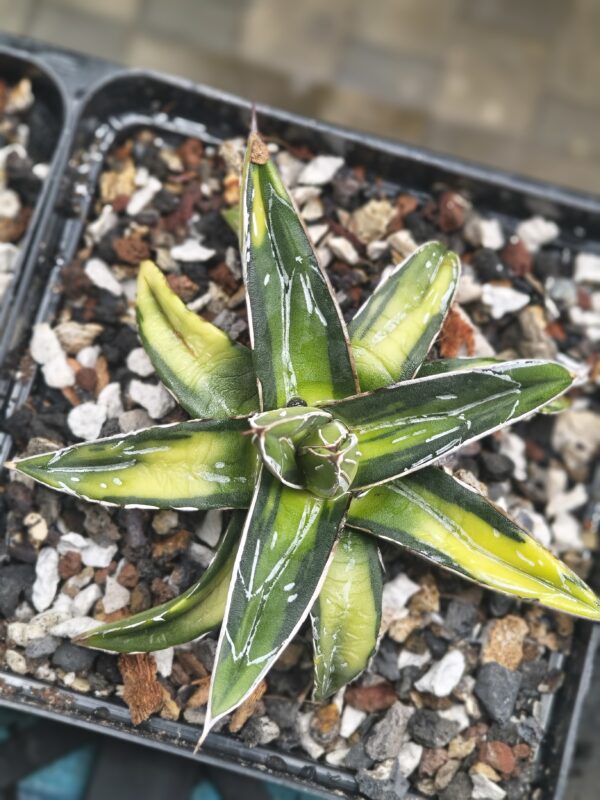 Agave victoriae-reginae ‘Sun King’ - Image 3