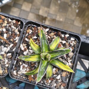 Agave victoriae-reginae ‘Sun King’