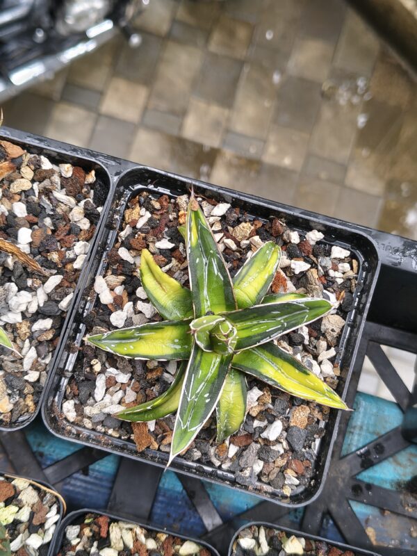 Agave victoriae-reginae ‘Sun King’