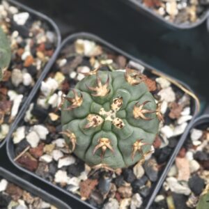 Gymnocalycium spegazzinii var. unguispinum