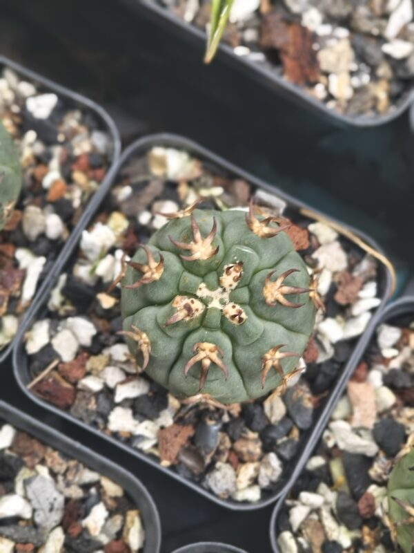 Gymnocalycium spegazzinii var. unguispinum