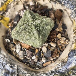 Pseudolithos cubiformis