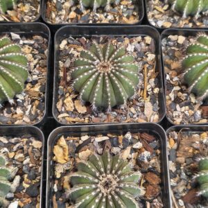 Uebelmannia pectinifera