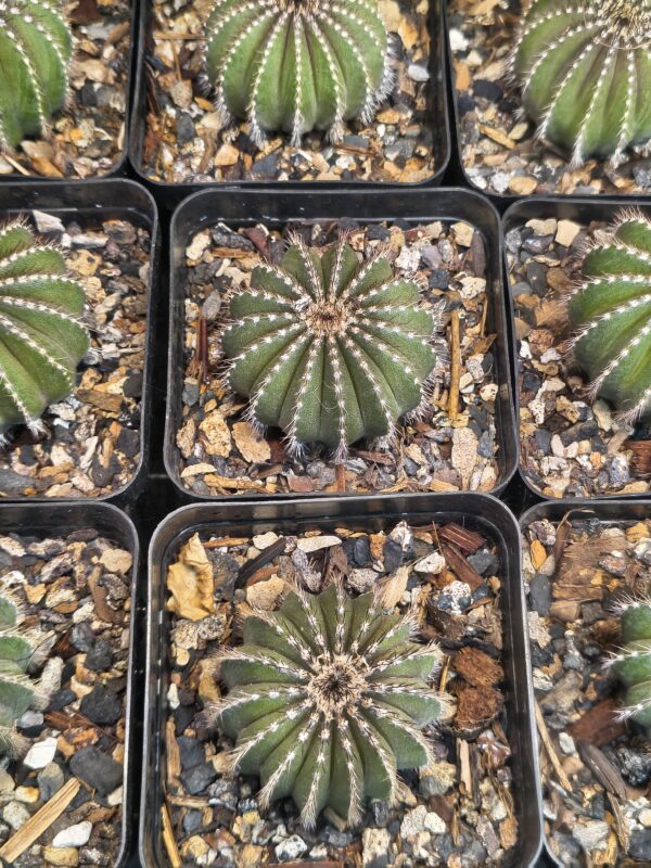 Uebelmannia pectinifera